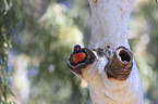 rainbow lorikeet