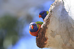 two rainbow lorikeets