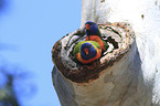 two rainbow lorikeets