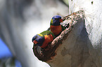 two rainbow lorikeets