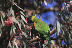 rainbow lorikeet