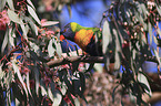 rainbow lorikeet