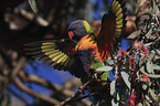 rainbow lorikeet