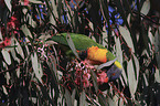 eating rainbow lorikeet