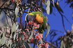 eating rainbow lorikeet