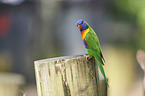 sitting Rainbow lorikeet