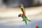 flying Rainbow lorikeet