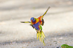 flying Rainbow lorikeet