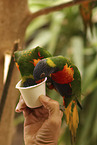 Rainbow Lorikeets