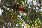 rainbow lorikeet
