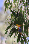 rainbow lorikeet