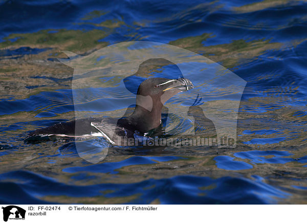 razorbill / FF-02474