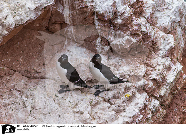 razorbills / AM-04657