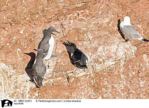 razorbills / MBS-12541