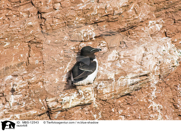 razorbill / MBS-12543