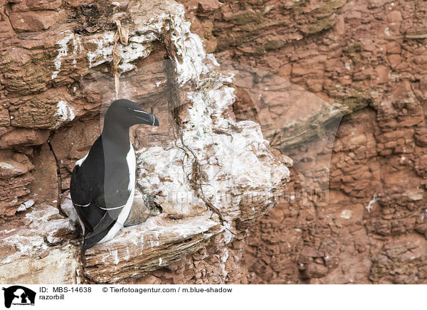 Tordalk / razorbill / MBS-14638