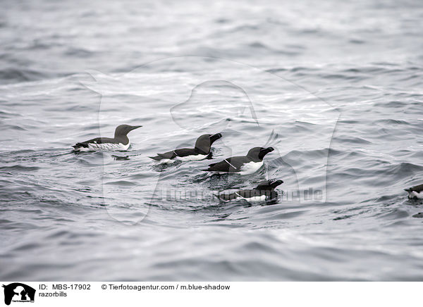 razorbills / MBS-17902