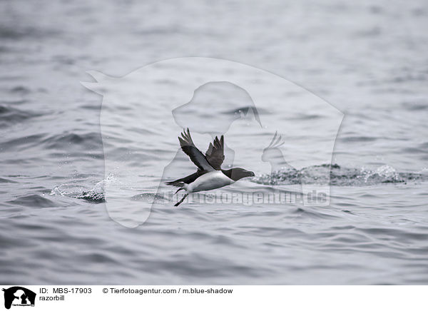 razorbill / MBS-17903