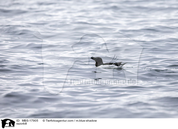 razorbill / MBS-17905