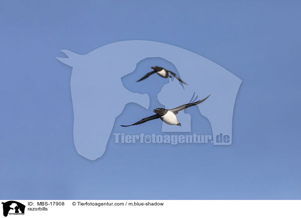 razorbills / MBS-17908
