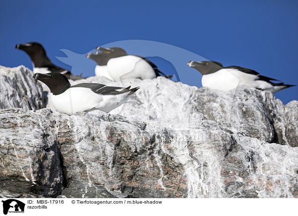 razorbills / MBS-17916