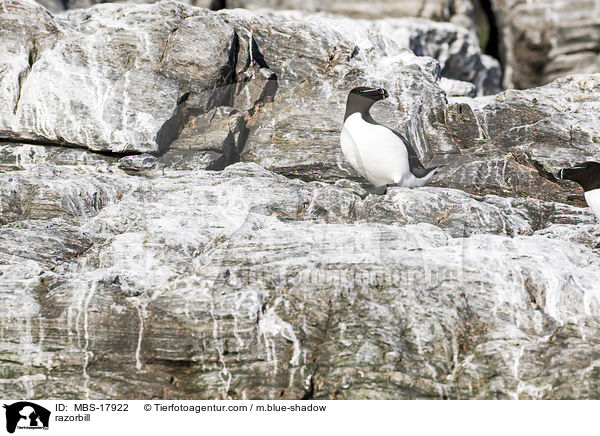 razorbill / MBS-17922
