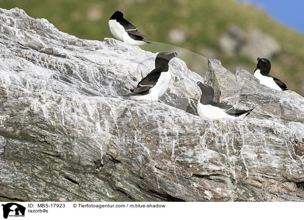 razorbills / MBS-17923