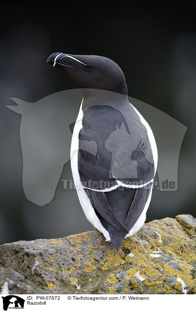 Razorbill / PW-07872