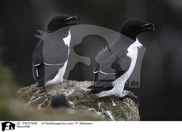 Razorbills / PW-07906