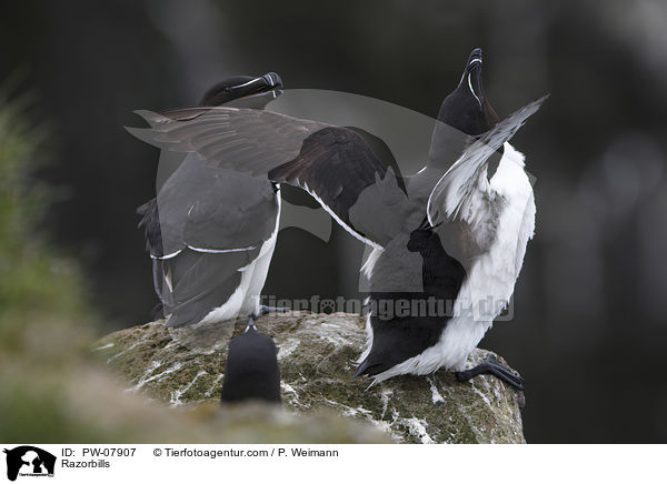 Tordalks / Razorbills / PW-07907