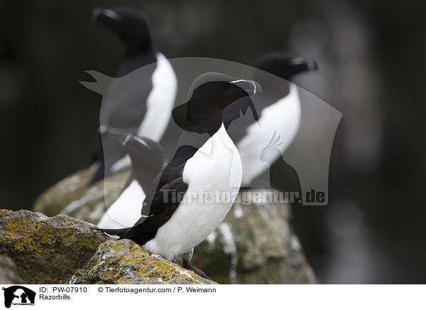 Razorbills / PW-07910