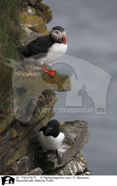 Tordalk mit Papageitaucher / Razorbill with Altlantic Puffin / PW-07915