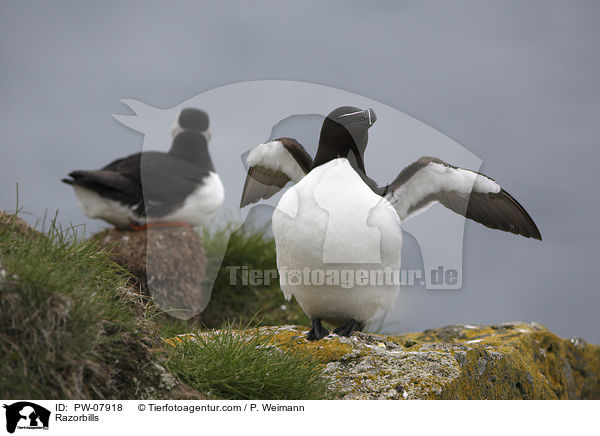 Tordalks / Razorbills / PW-07918