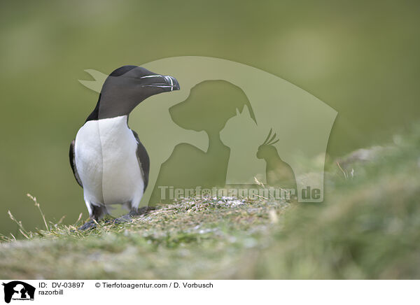 razorbill / DV-03897