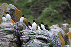 razorbills