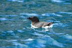 razorbill