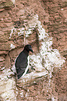 razorbill