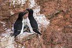 razorbills