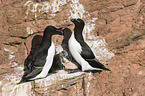 razorbills