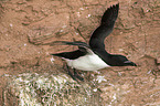 razorbill