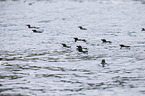 razorbills