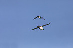 razorbills