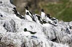 razorbills