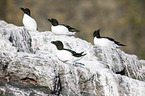 razorbills