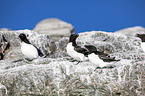 razorbills