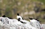 razorbills