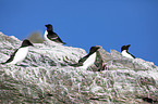 razorbills