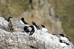 razorbills