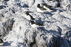 razorbills