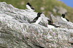 razorbills